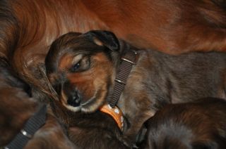 jamniki d�ugow�ose